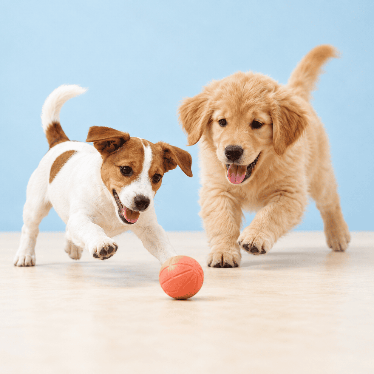 Een Jack Russell-puppy en een golden retriever-puppy spelen met een koraalkleurige bal